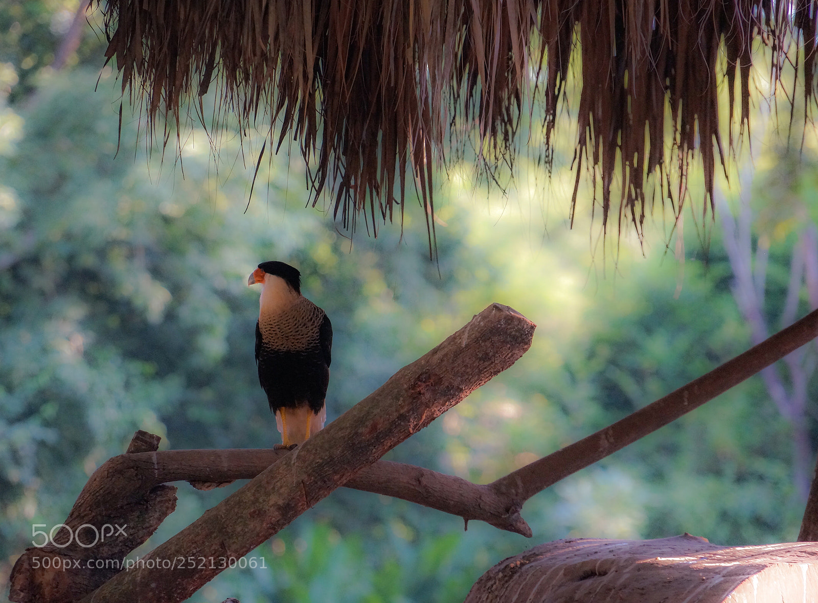 Sony Alpha NEX-5R sample photo. Beauty in the wild photography