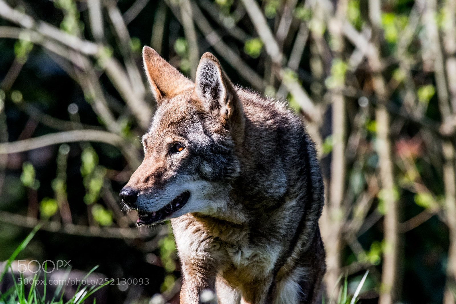Nikon D3400 sample photo. Red wolves photography