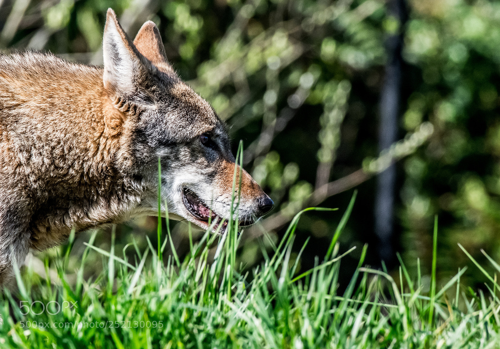 Nikon D3400 sample photo. Red wolves photography