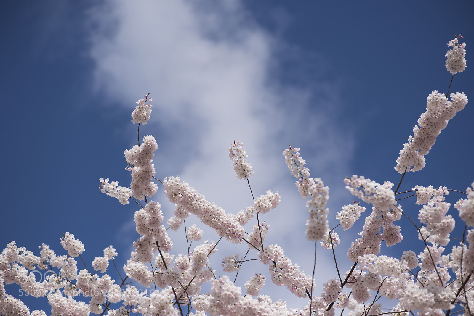 Nikon D810 sample photo. Pink fluff photography
