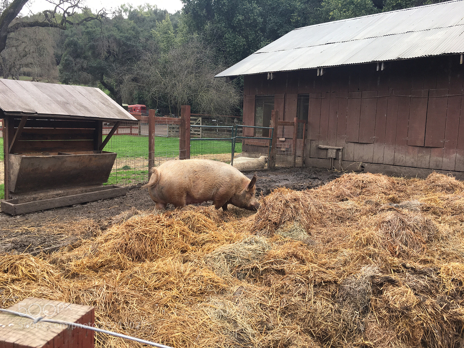 Apple iPhone 6s Plus sample photo. Deer hollow farm photography