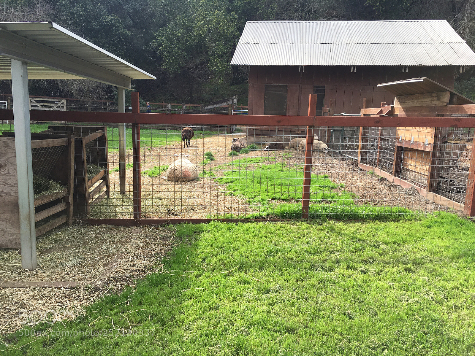 Apple iPhone 6s Plus sample photo. Deer hollow farm photography