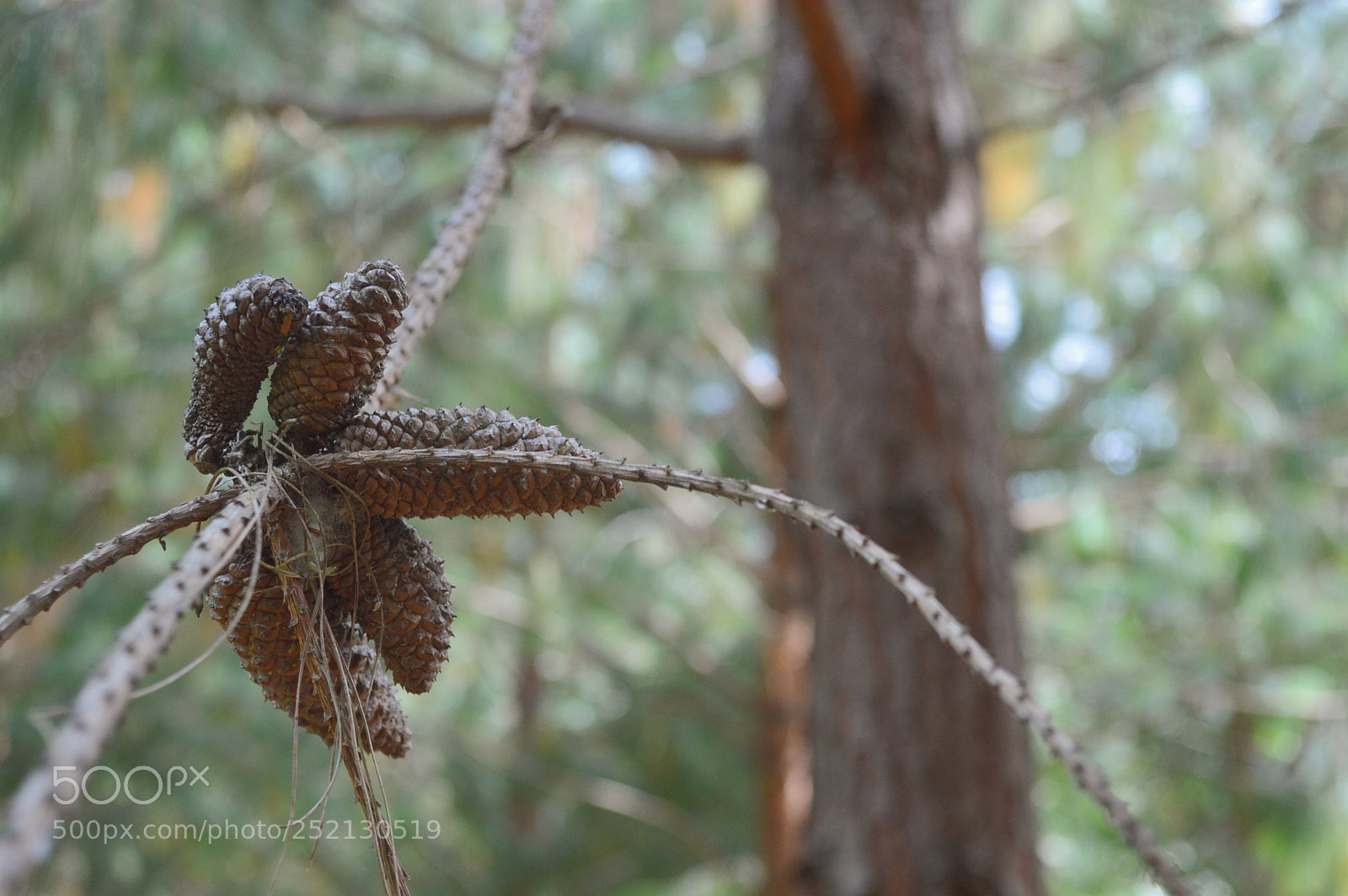 Nikon D3200 sample photo. Pine photography