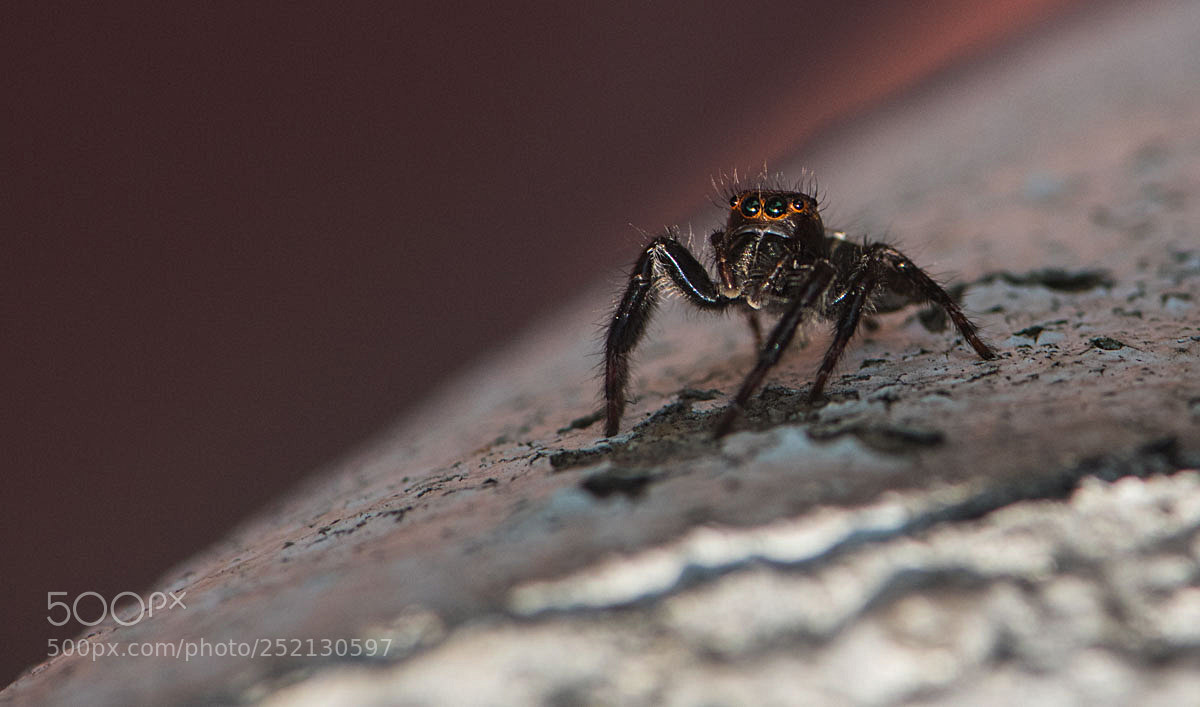 Nikon D810 sample photo. Jumping spider photography
