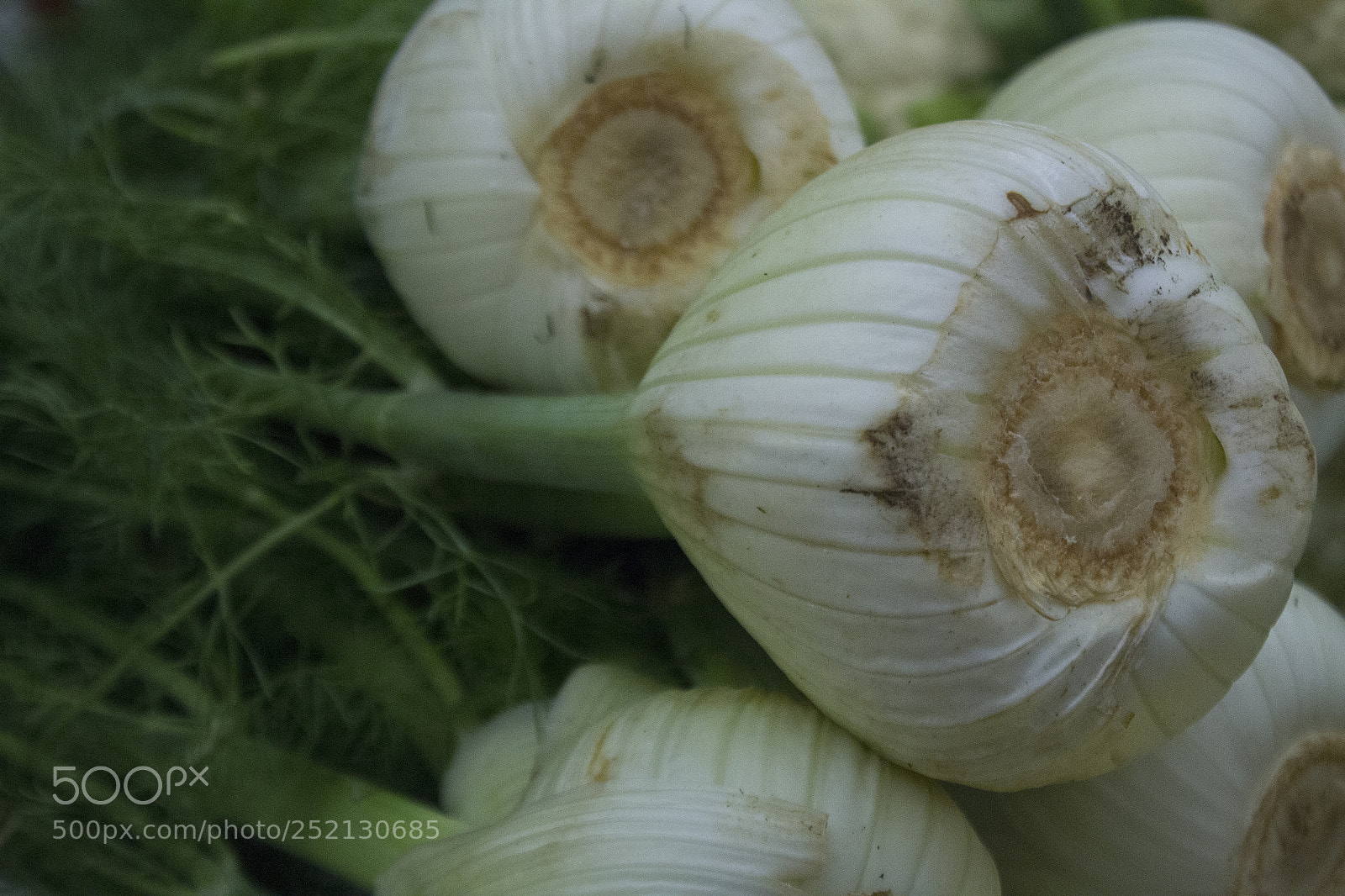 Canon EOS 1200D (EOS Rebel T5 / EOS Kiss X70 / EOS Hi) sample photo. Onion bottom. photography