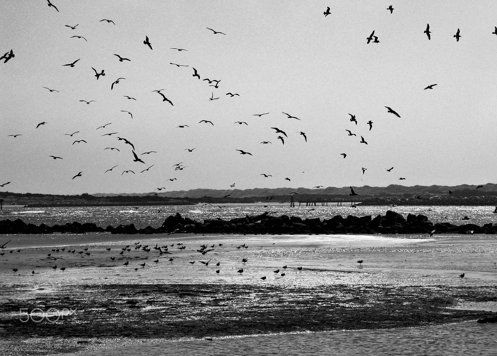 Nikon E5700 sample photo. Birds at the beach b&w photography