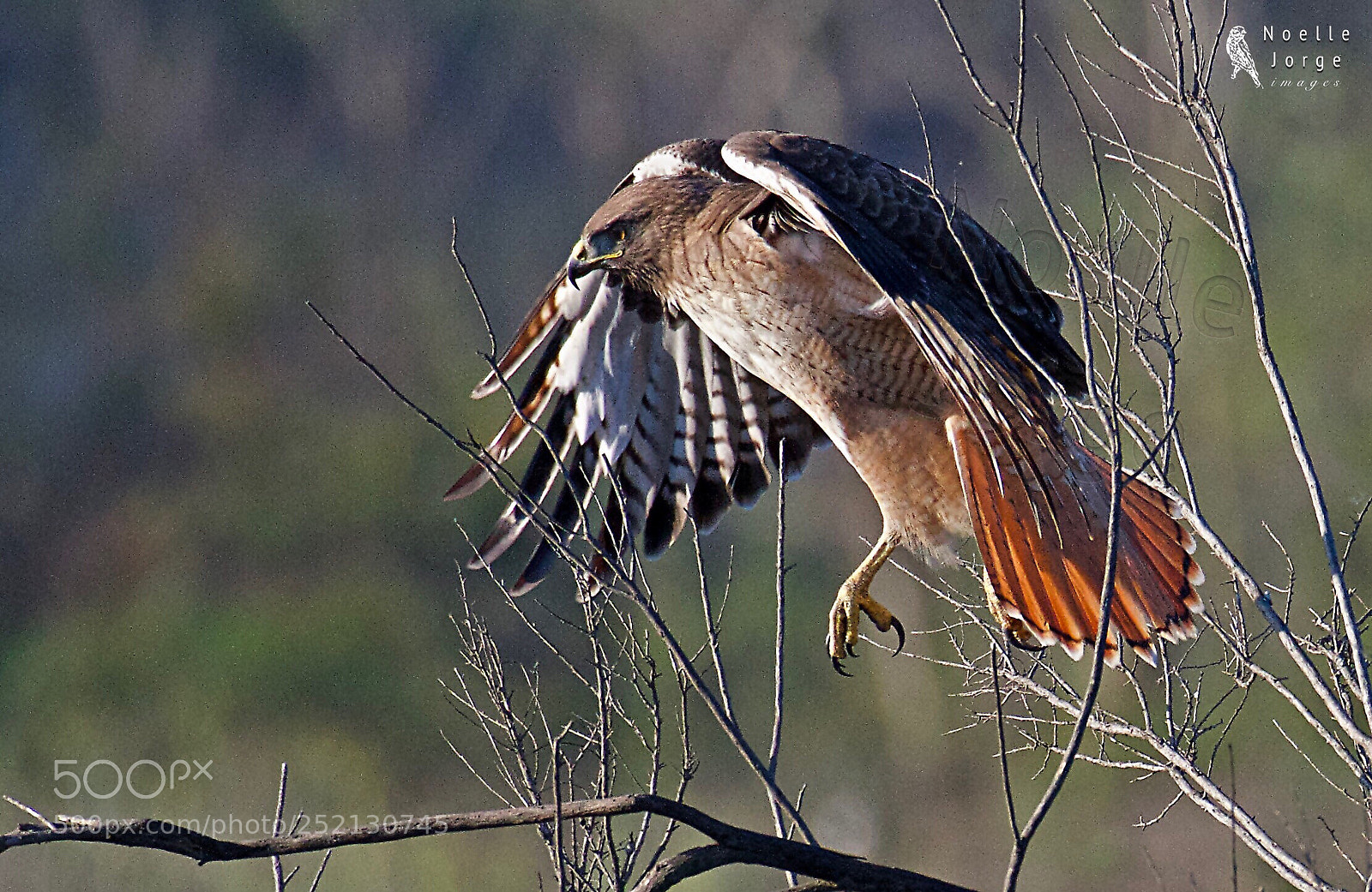 Nikon D500 sample photo. The hunter photography