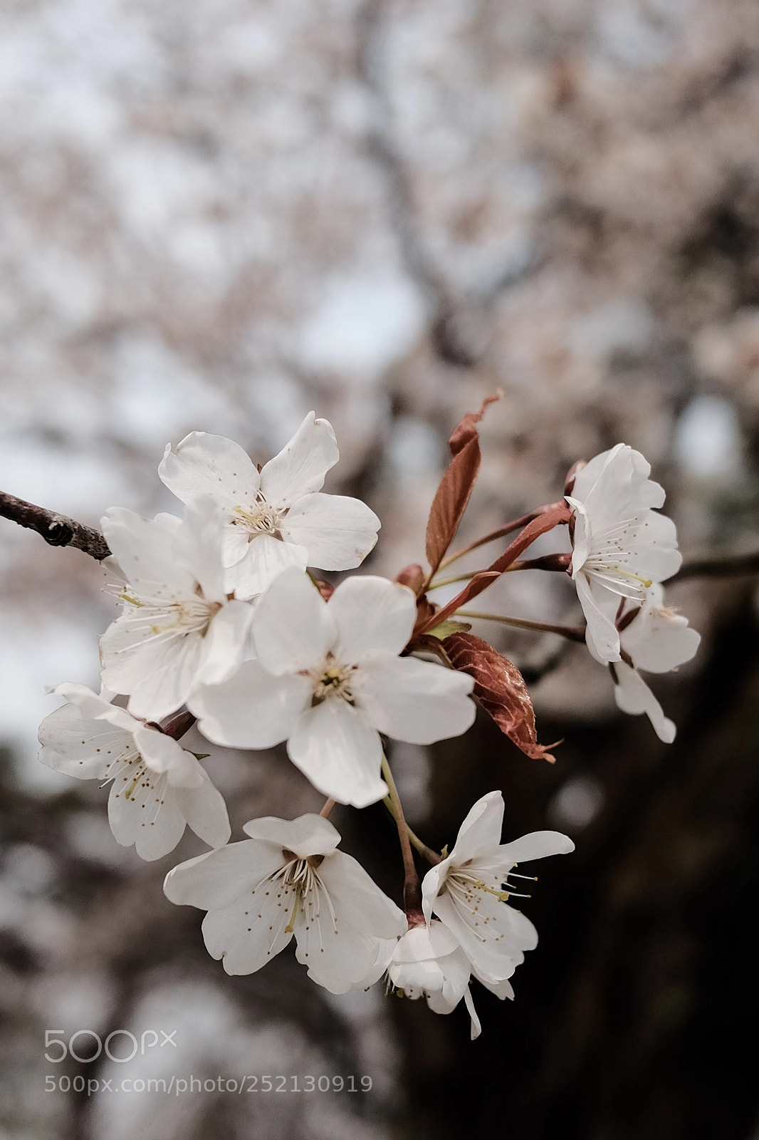 Fujifilm X70 sample photo. Sakura (2016) photography