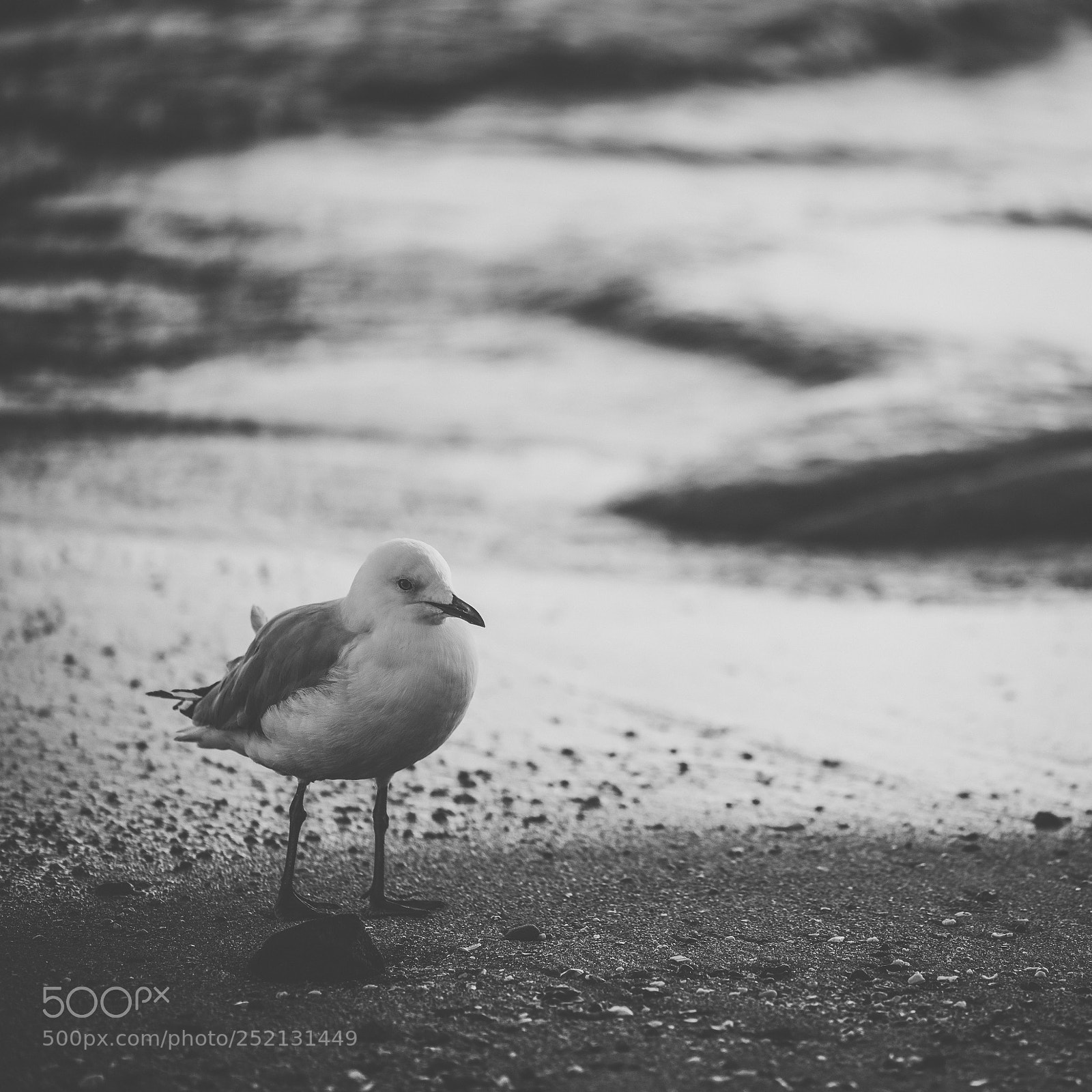 Nikon D800 sample photo. Seagull on the beach. photography