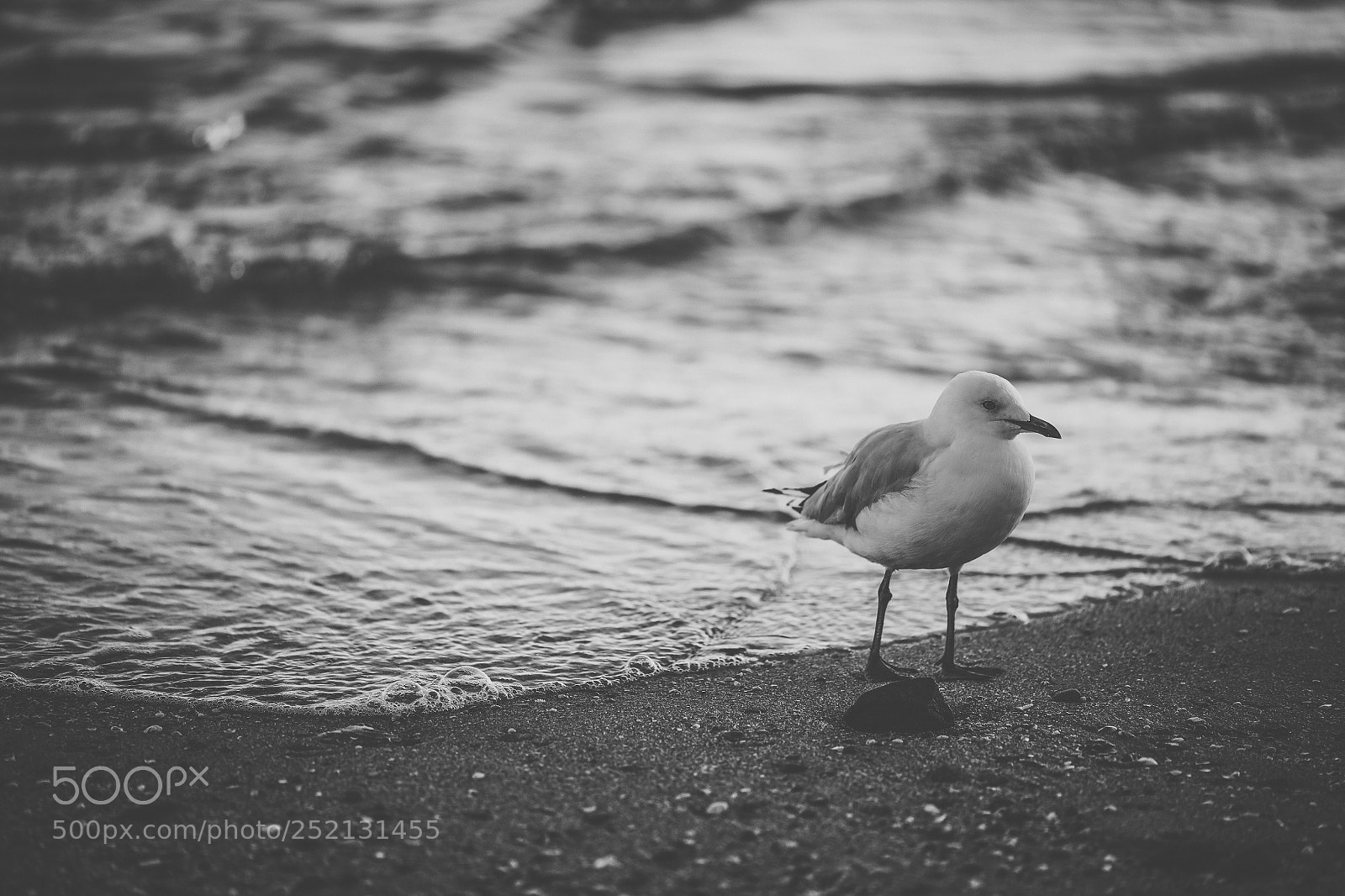 Nikon D800 sample photo. Seagull on the beach. photography