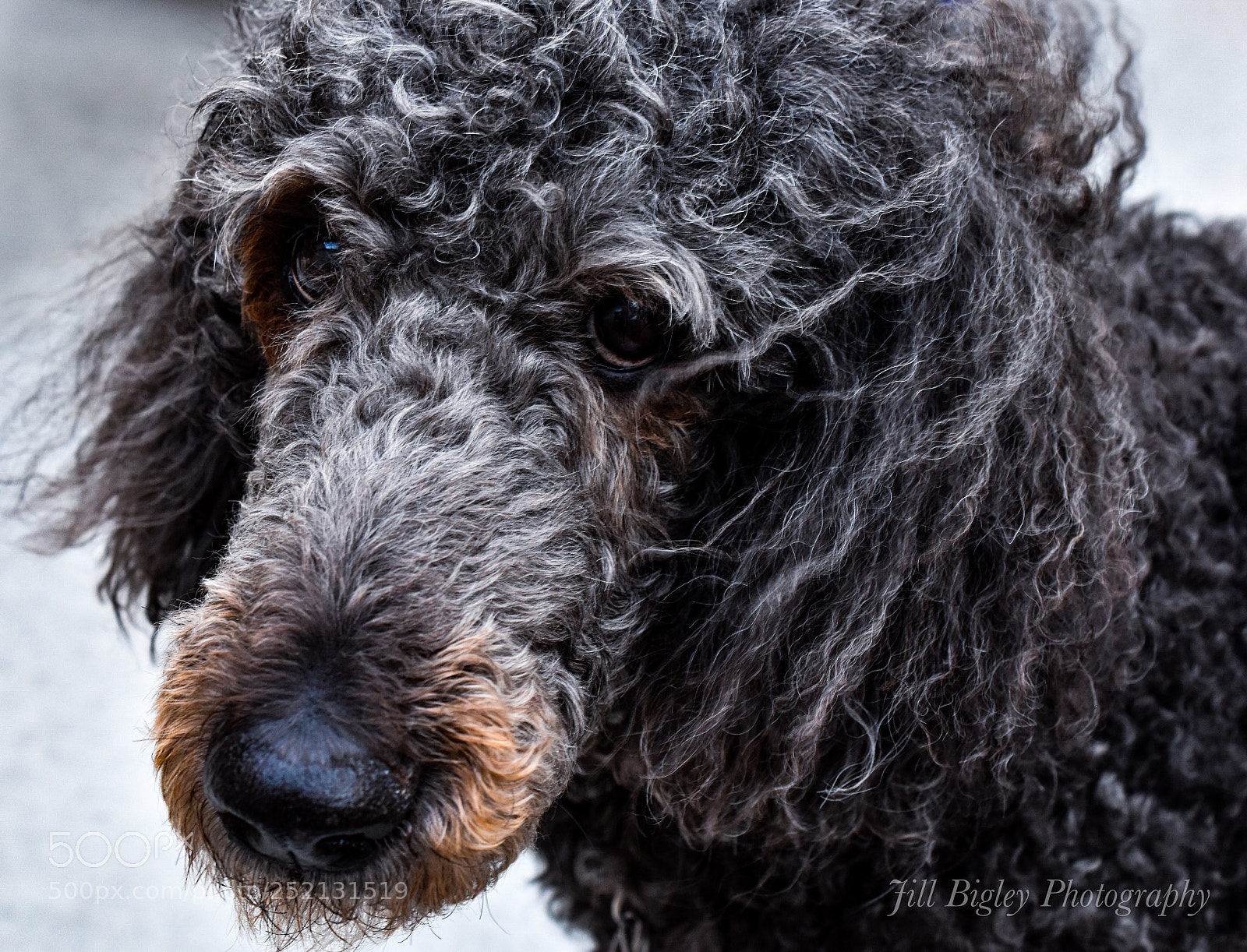 Nikon D5600 sample photo. Standard poodle  photography