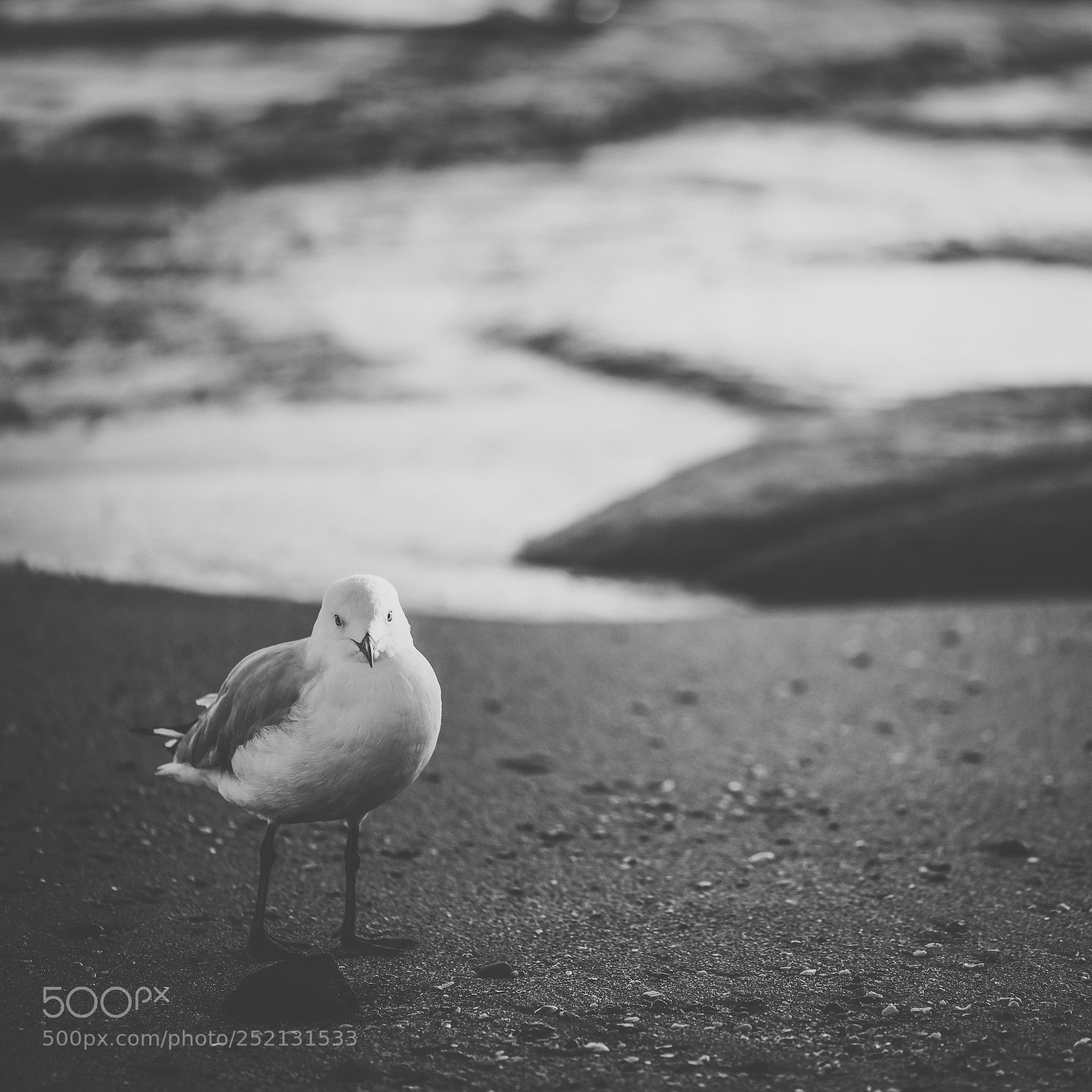 Nikon D800 sample photo. Seagull on the beach. photography