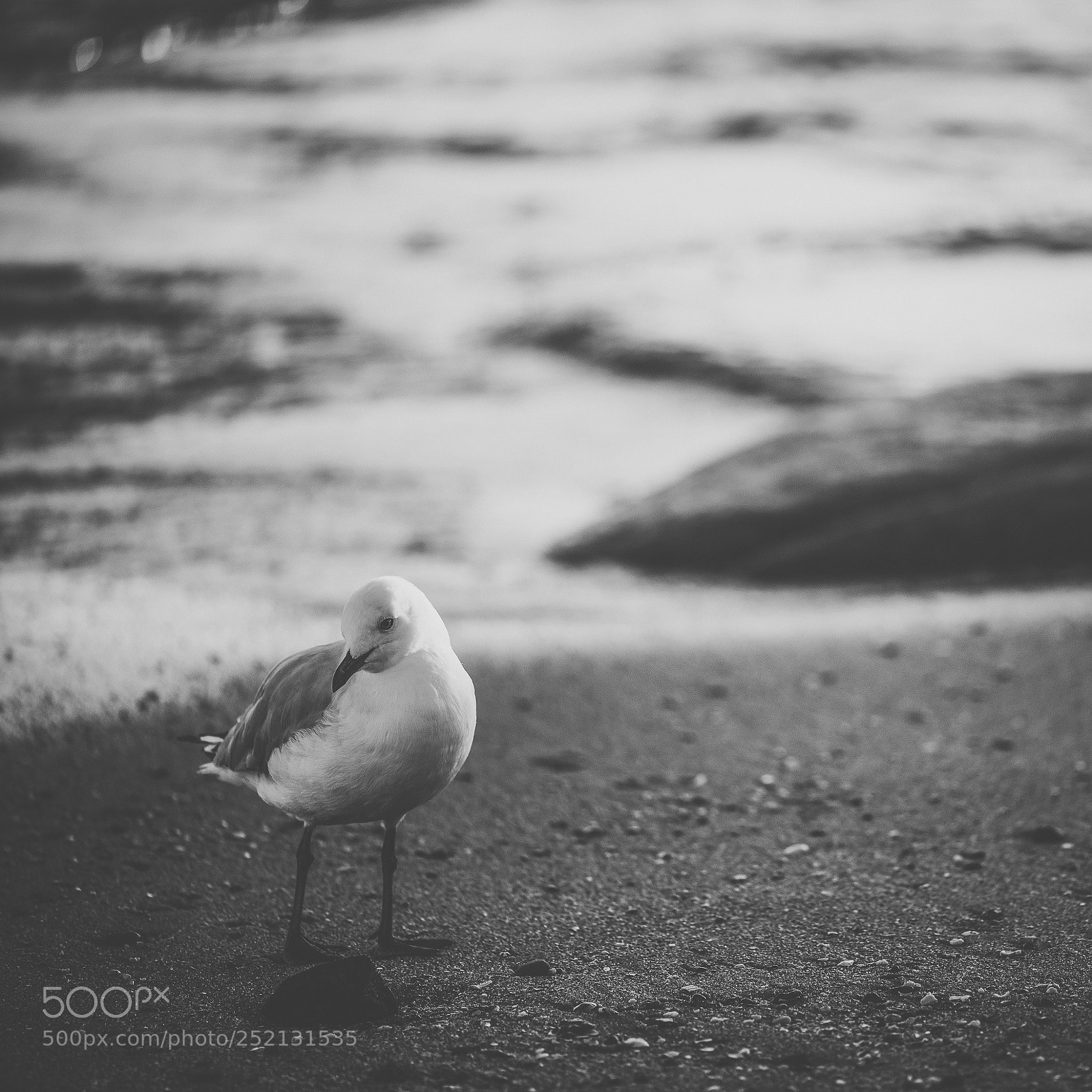 Nikon D800 sample photo. Seagull on the beach. photography
