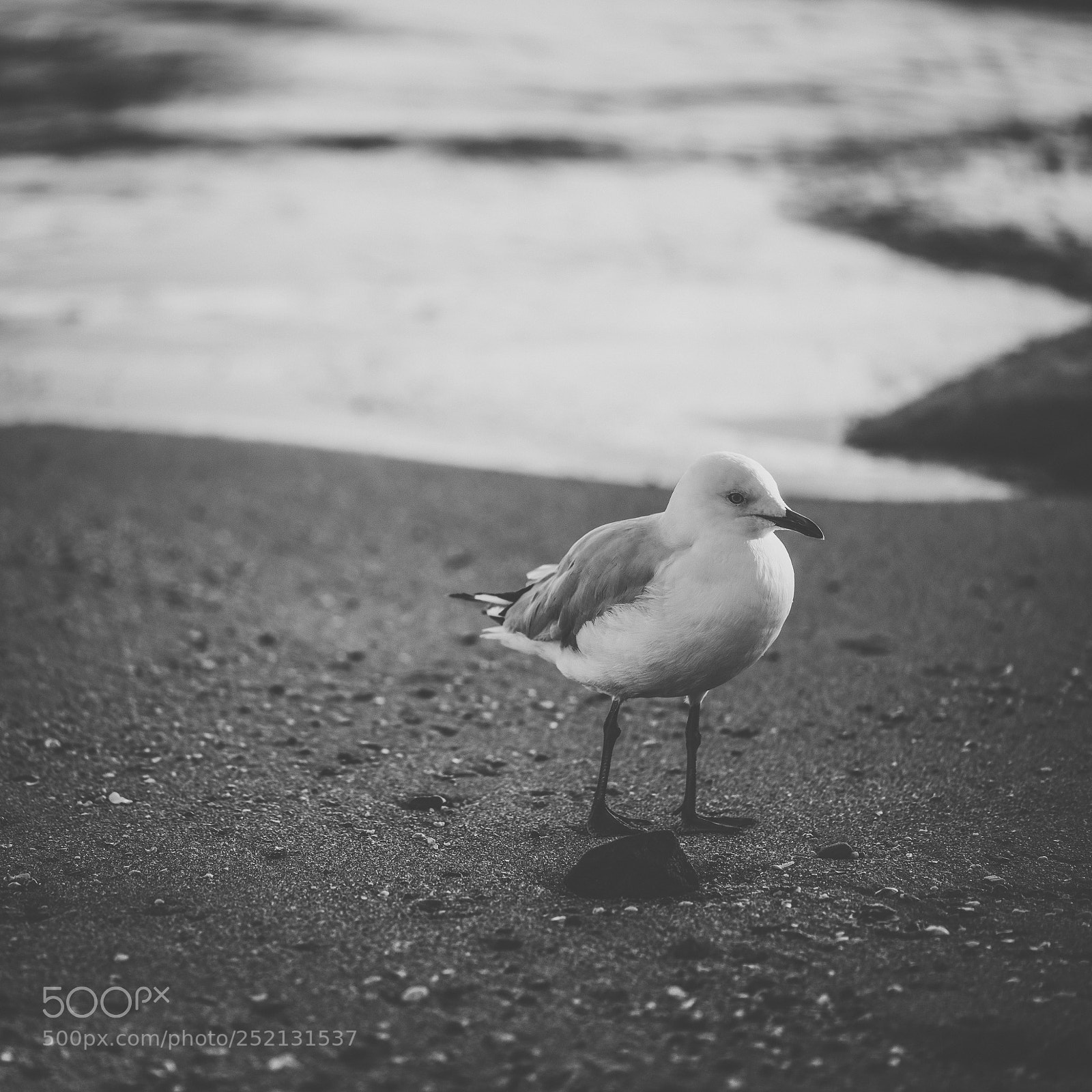 Nikon D800 sample photo. Seagull on the beach. photography