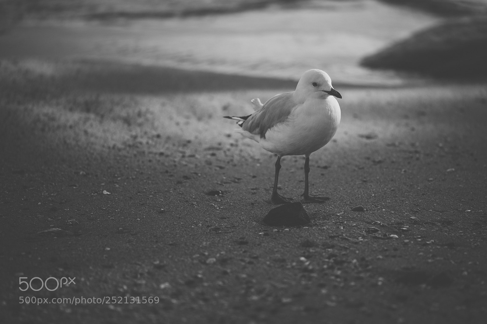 Nikon D800 sample photo. Seagull on the beach. photography