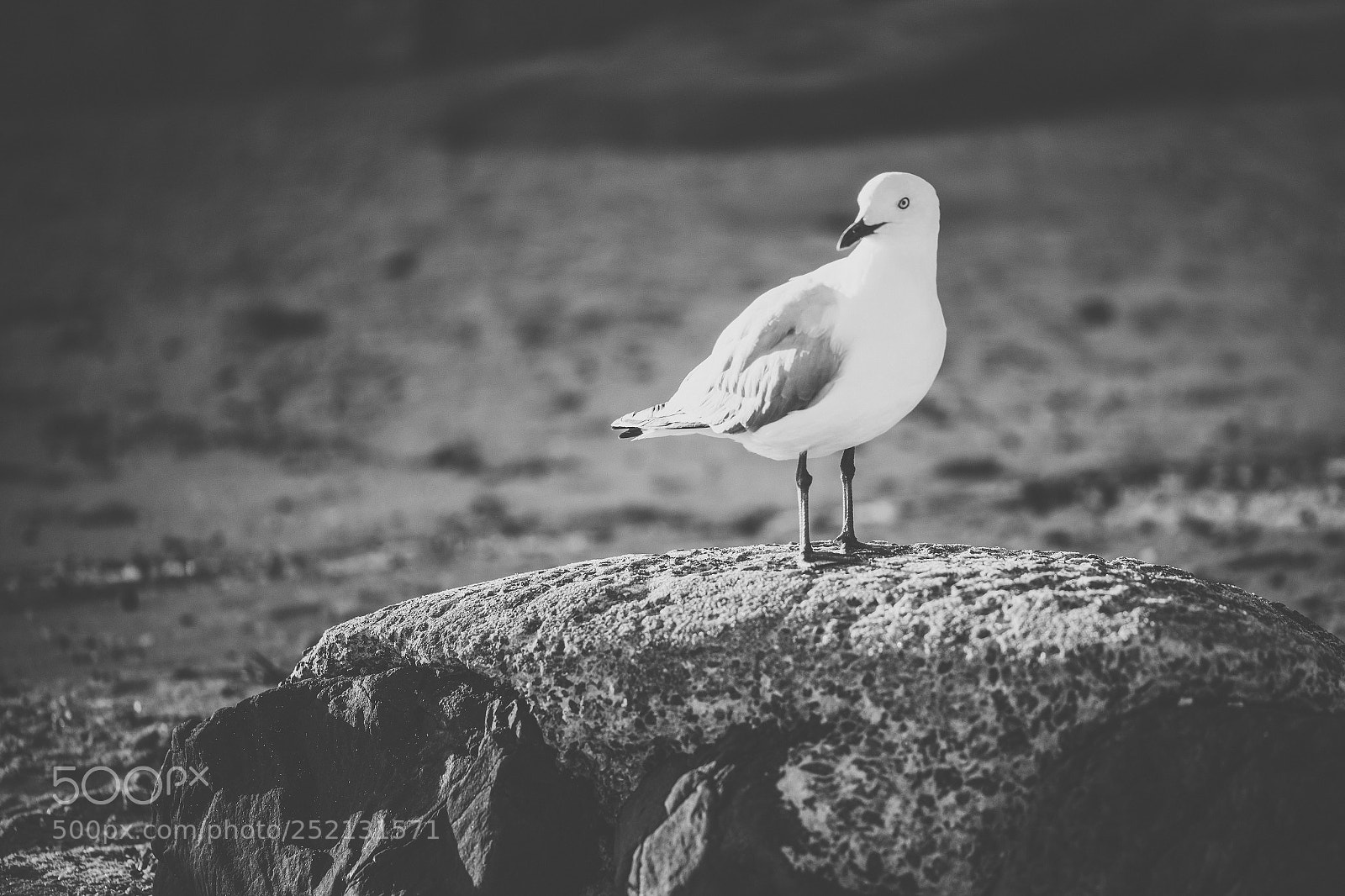 Nikon D800 sample photo. Seagull on the beach. photography