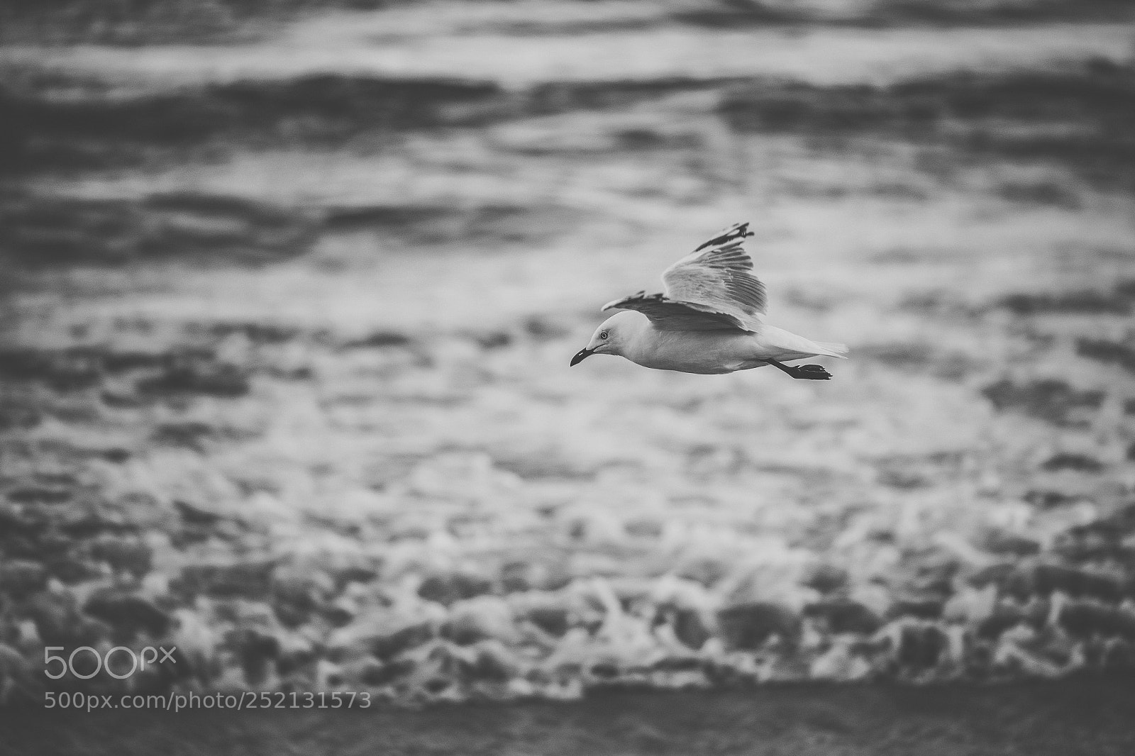 Nikon D800 sample photo. Seagull on the beach. photography