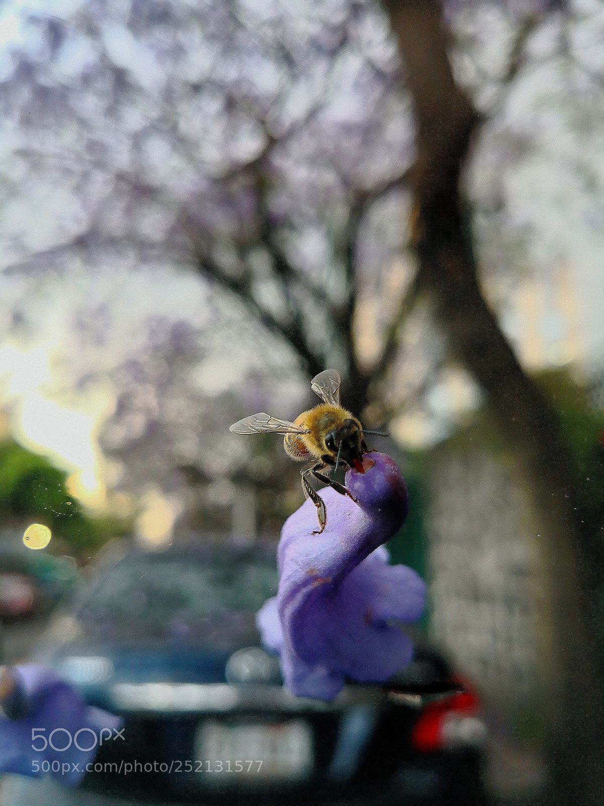 HUAWEI Mate 10 sample photo. Untitled photography