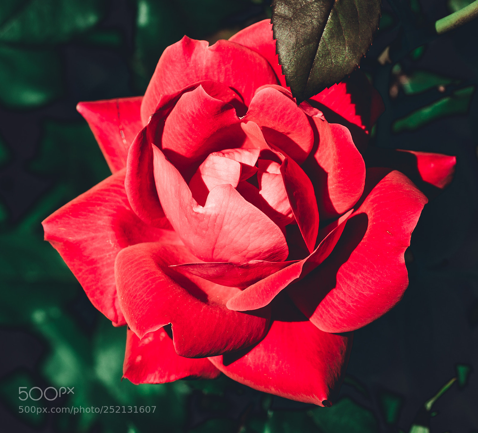 Sony SLT-A99V sample photo. Lady red photography