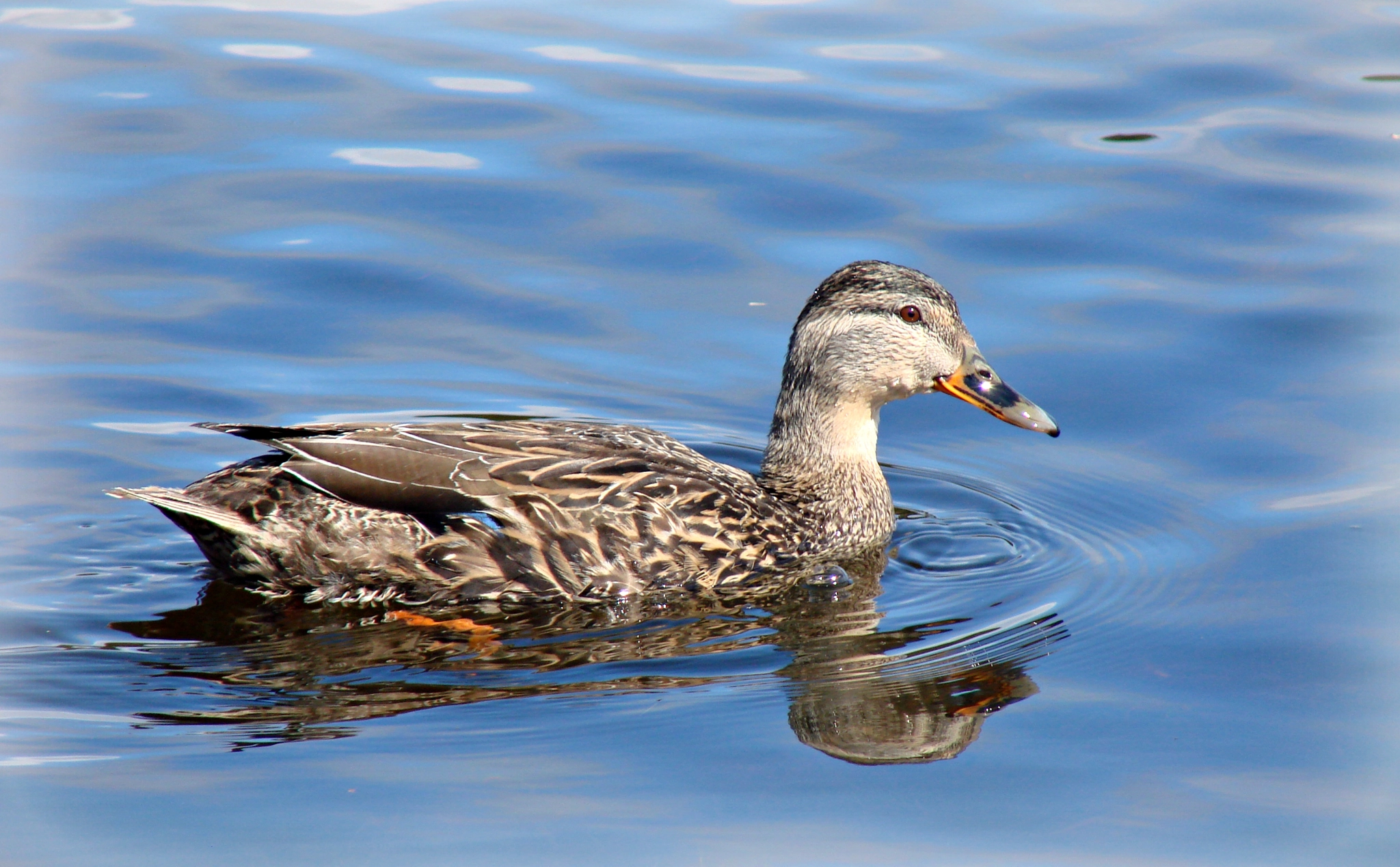 Sony DSC-H5 sample photo. Female mallard at bowes pond,marystown,nl. photography