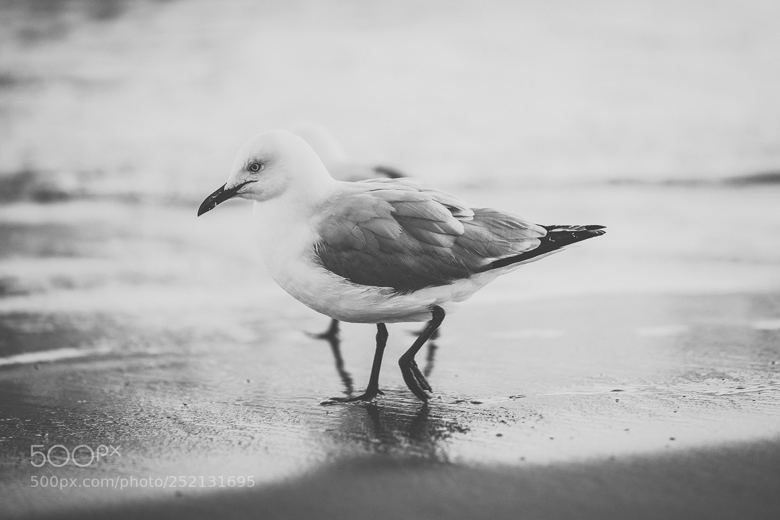 Nikon D800 sample photo. Seagull on the beach. photography