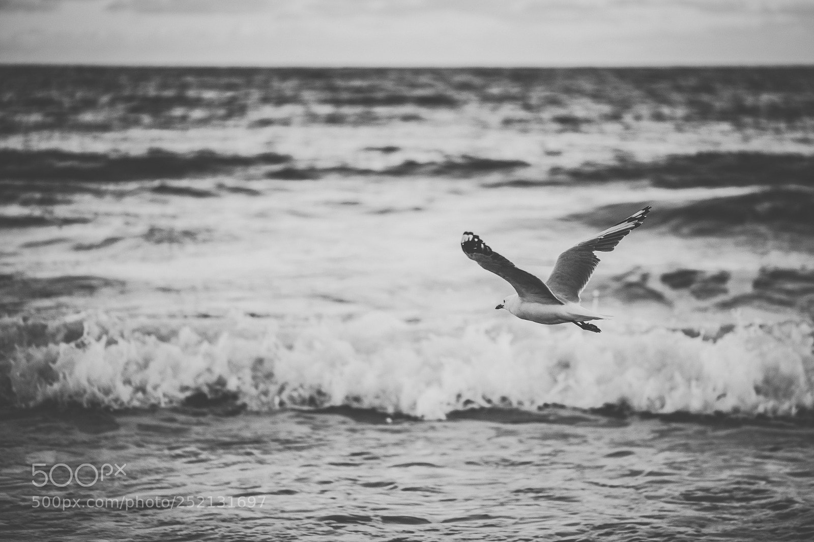 Nikon D800 sample photo. Seagull on the beach. photography