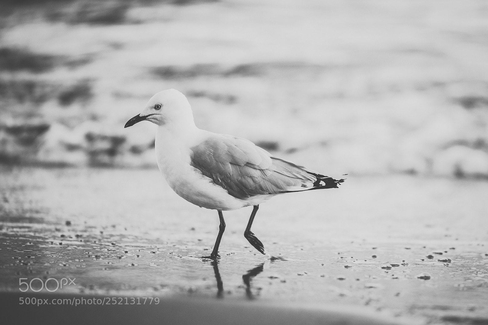 Nikon D800 sample photo. Seagull on the beach. photography