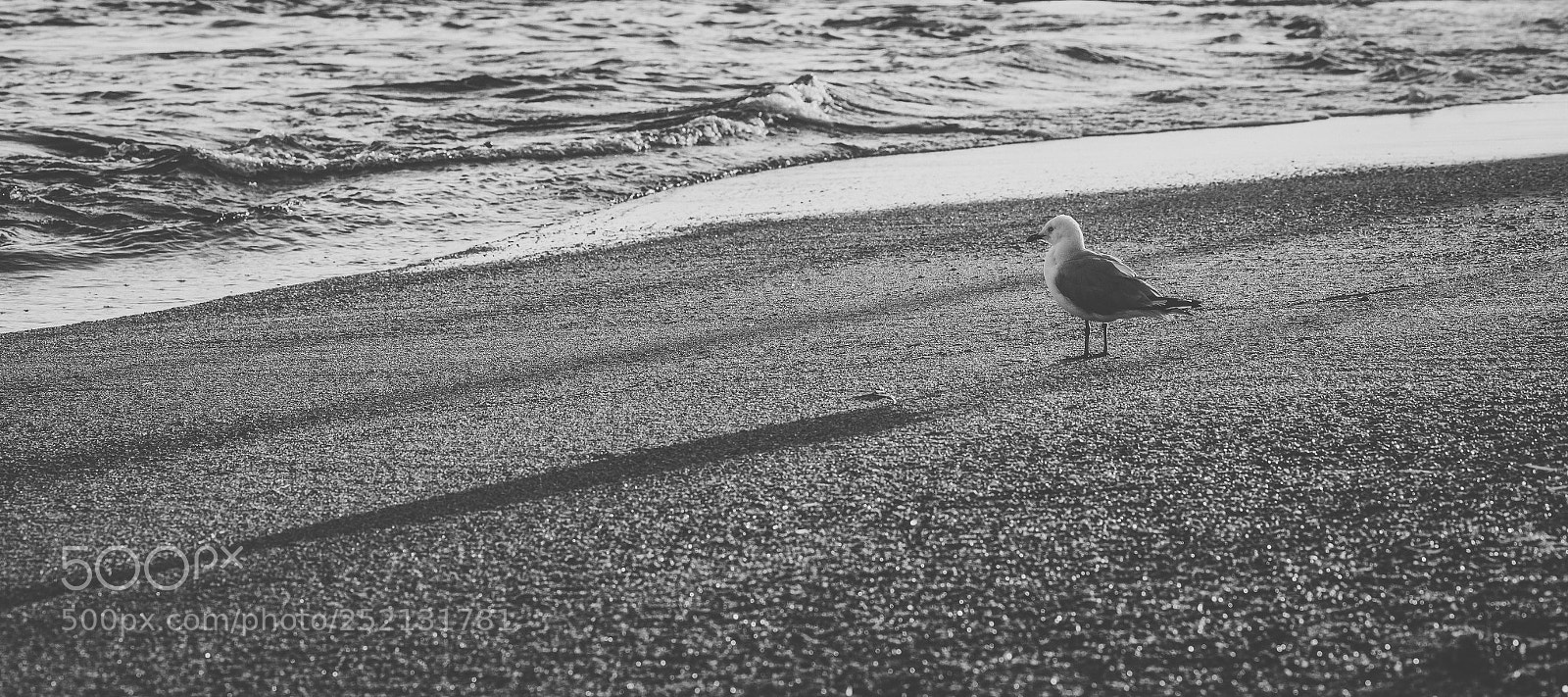 Nikon D800 sample photo. Seagull on the beach. photography