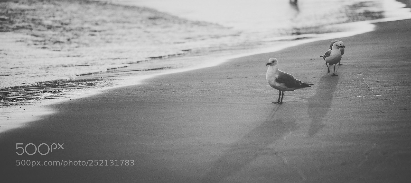 Nikon D800 sample photo. Seagull on the beach. photography