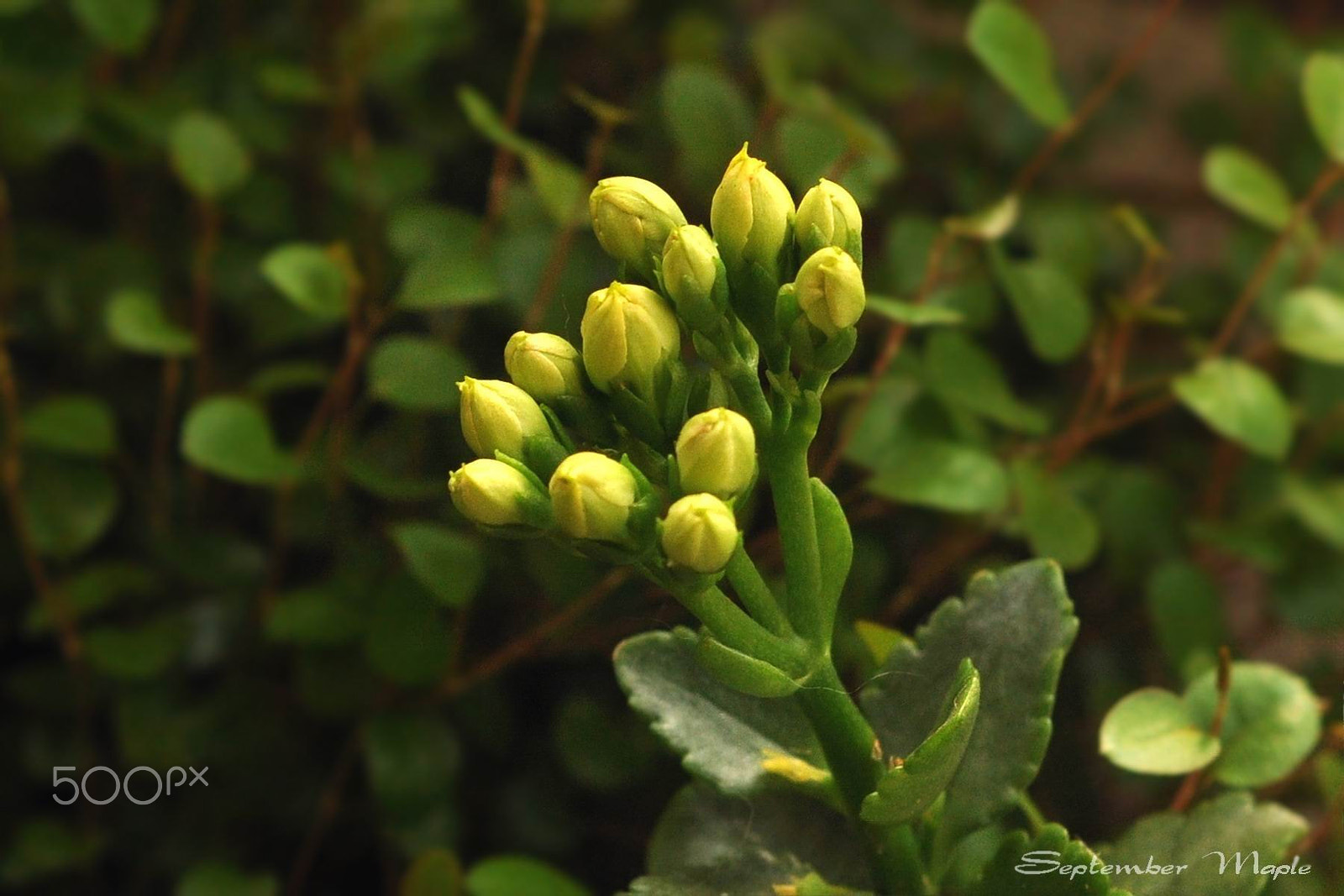 Nikon D90 + Nikon AF Nikkor 50mm F1.8D sample photo. 黄色花蕾 photography