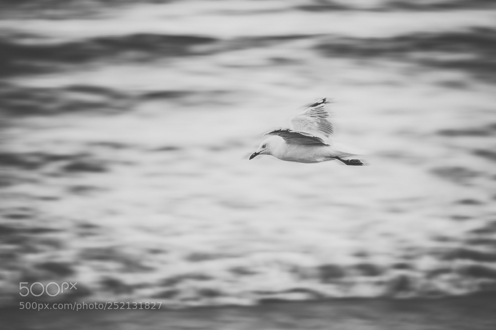 Nikon D800 sample photo. Seagull on the beach. photography