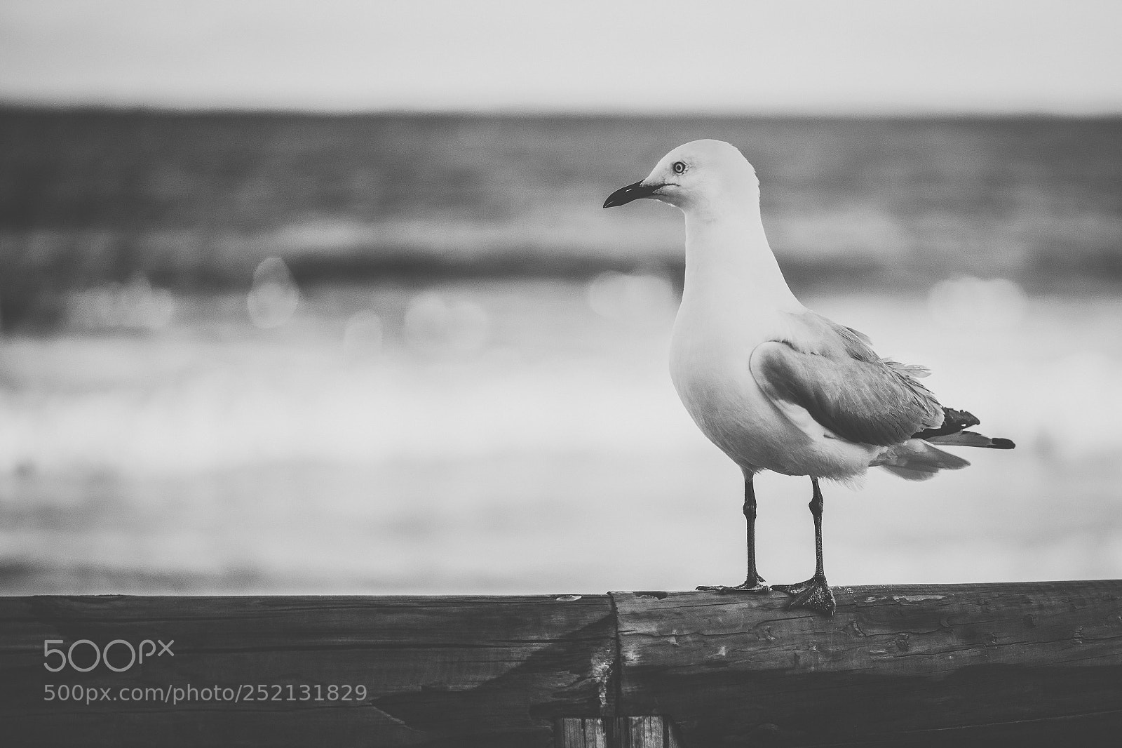Nikon D800 sample photo. Seagull on the beach. photography