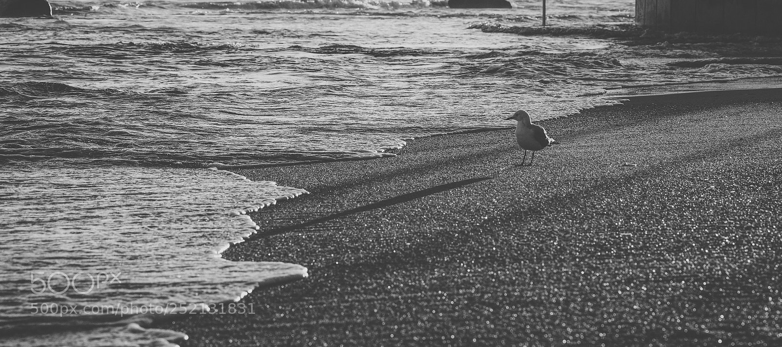 Nikon D800 sample photo. Seagull on the beach. photography