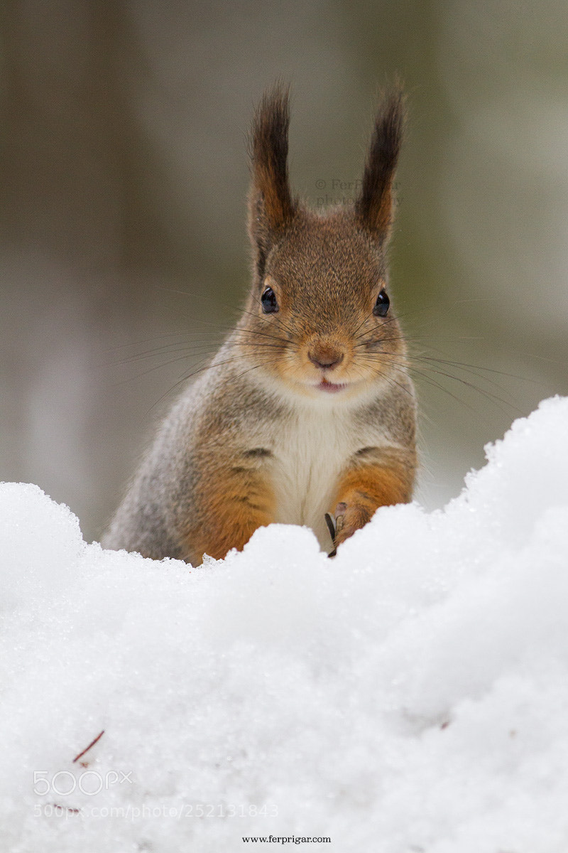 Canon EOS 7D sample photo. Squirrel in the snow photography