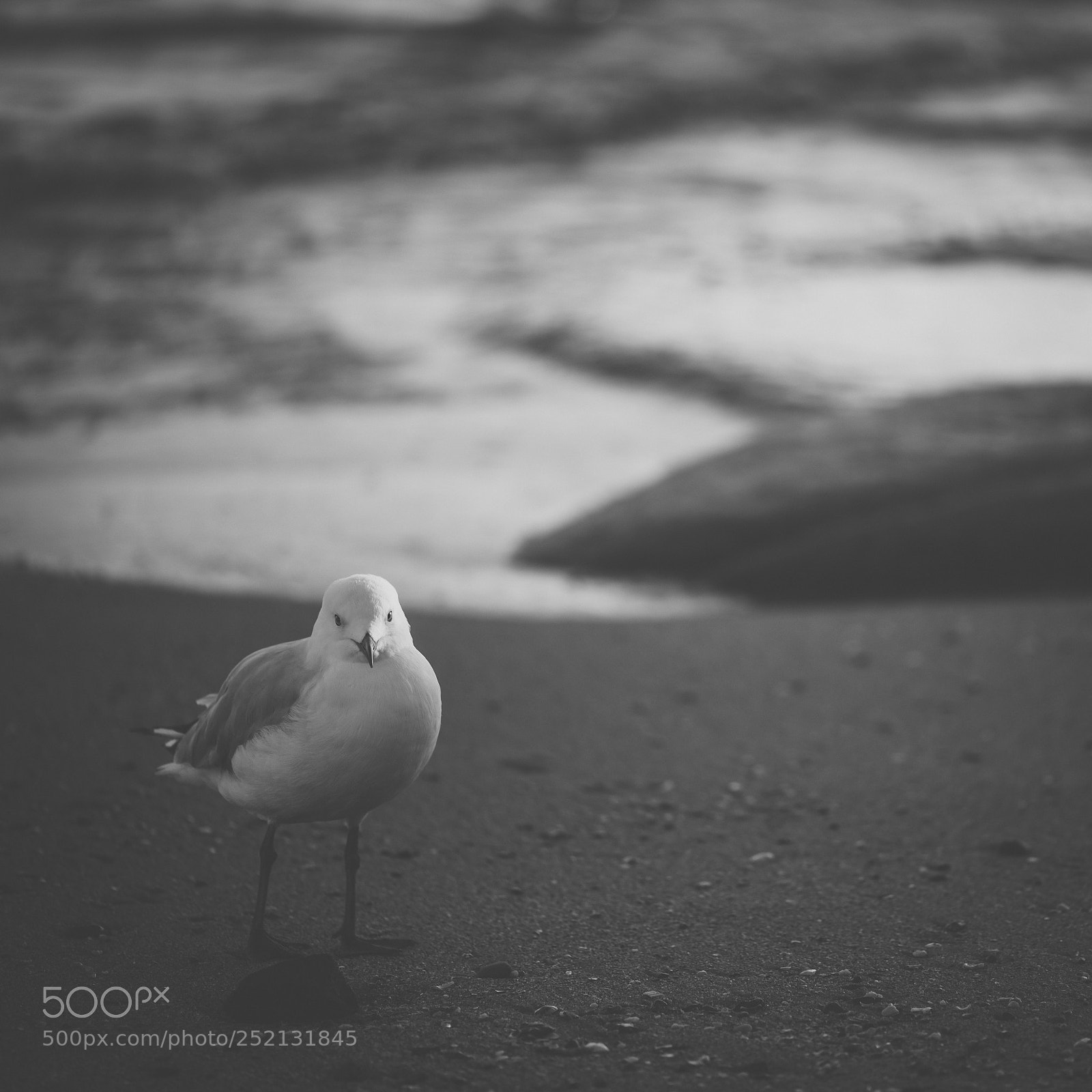 Nikon D800 sample photo. Seagull on the beach. photography