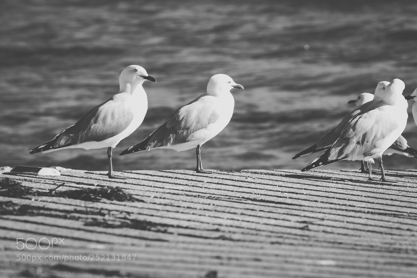 Nikon D800 sample photo. Seagull on the beach. photography