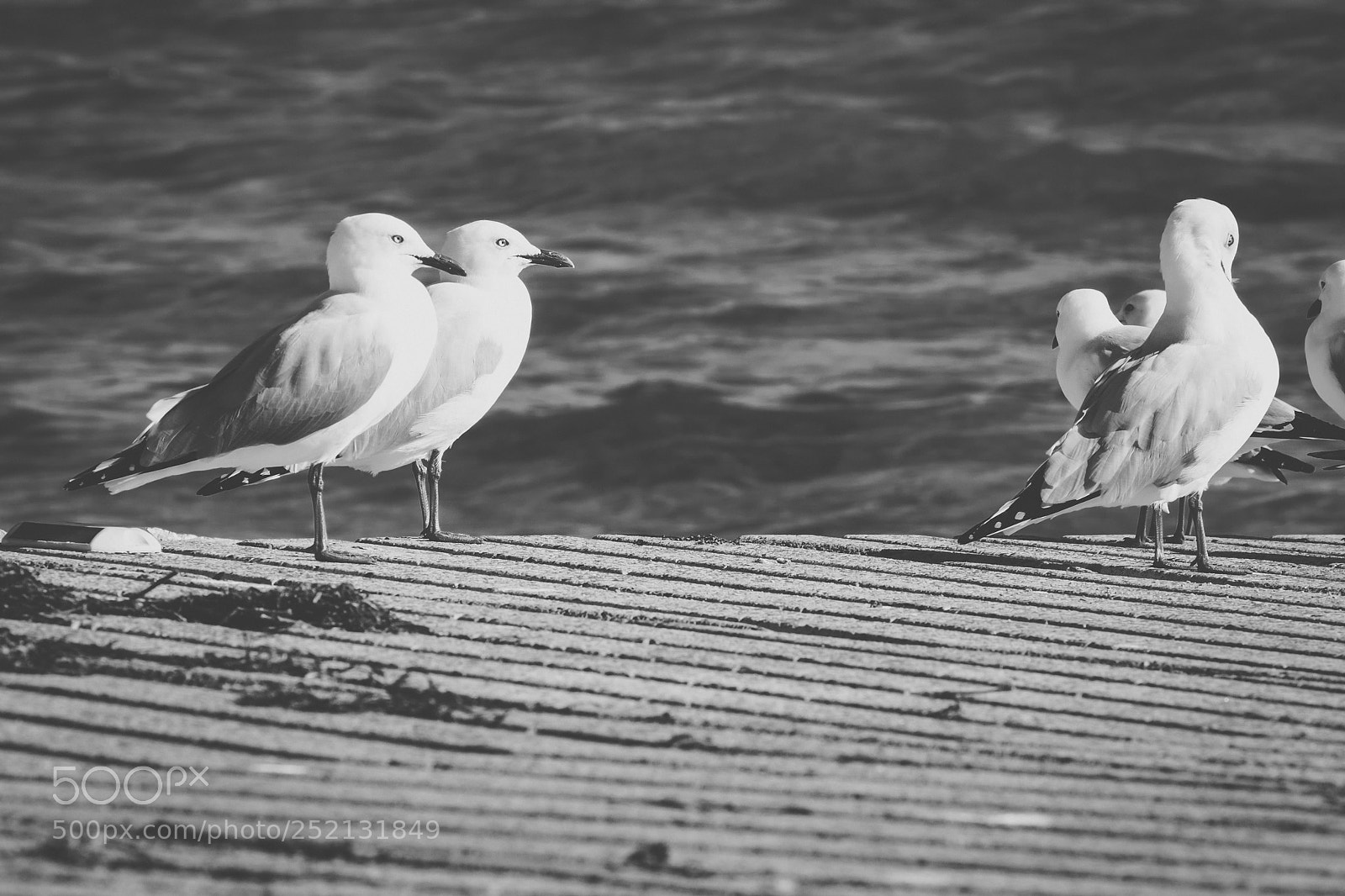 Nikon D800 sample photo. Seagull on the beach. photography