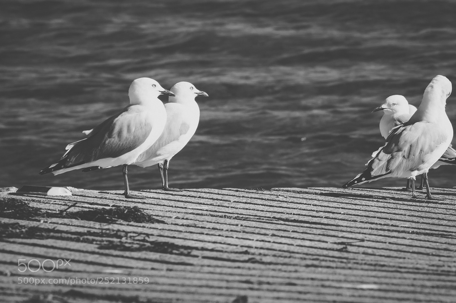 Nikon D800 sample photo. Seagull on the beach. photography