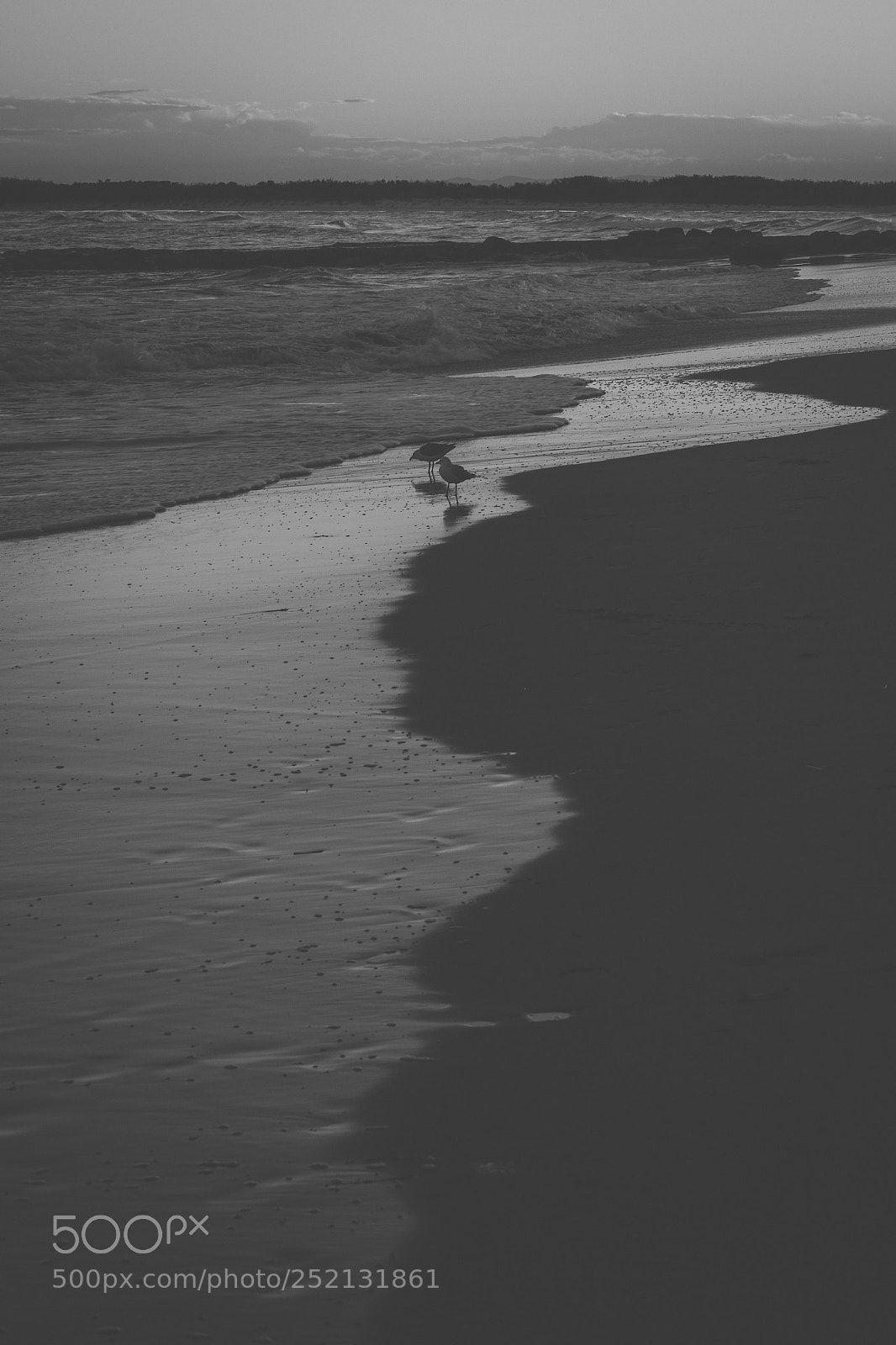 Nikon D800 sample photo. Seagull on the beach. photography