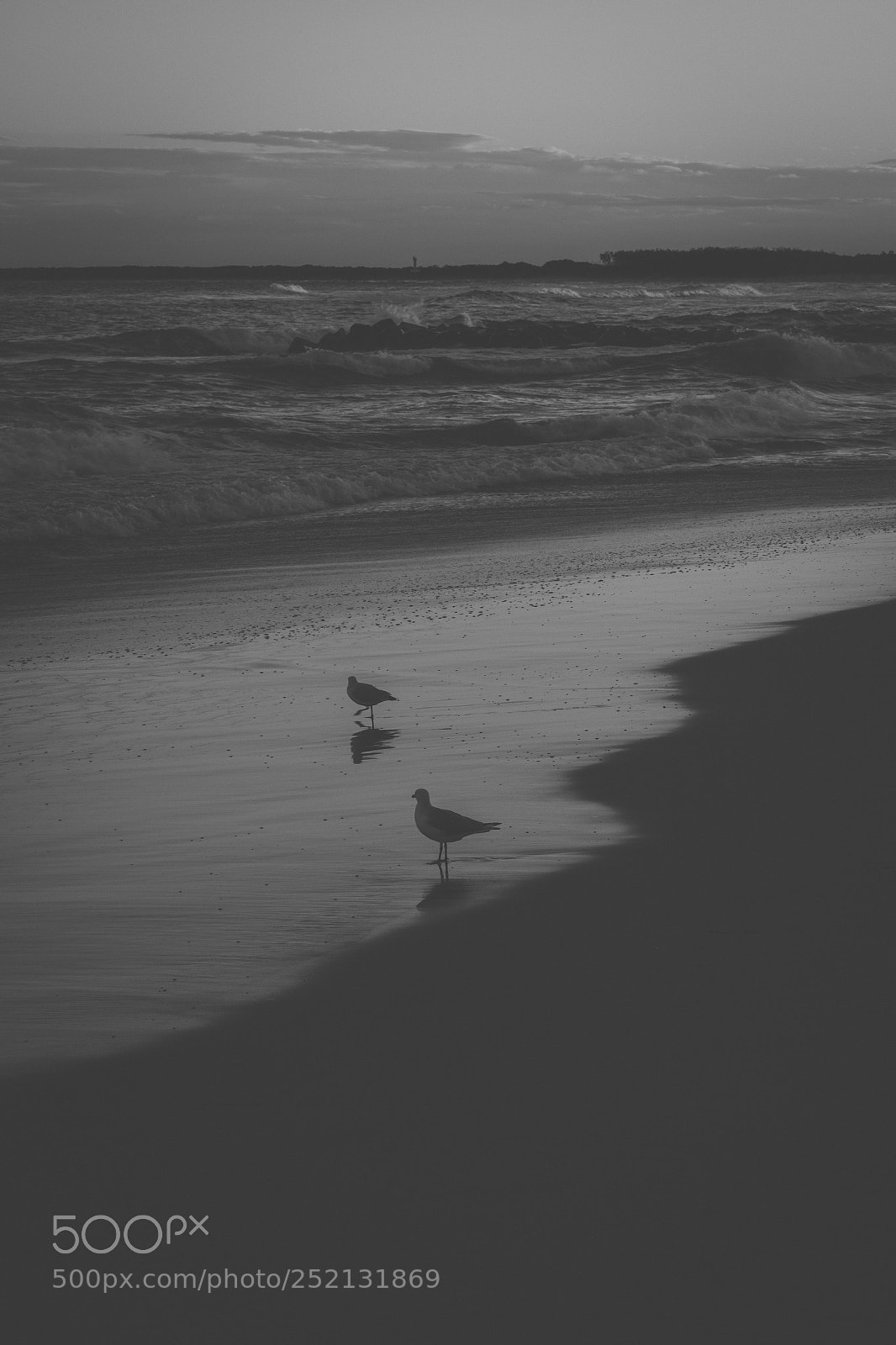 Nikon D800 sample photo. Seagull on the beach. photography