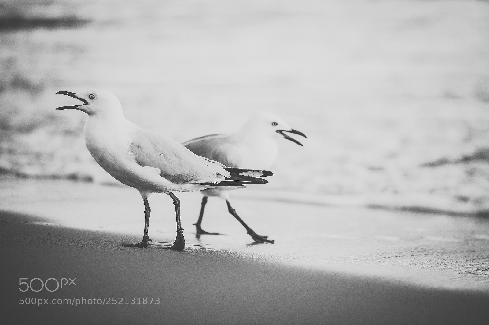 Nikon D800 sample photo. Seagull on the beach. photography