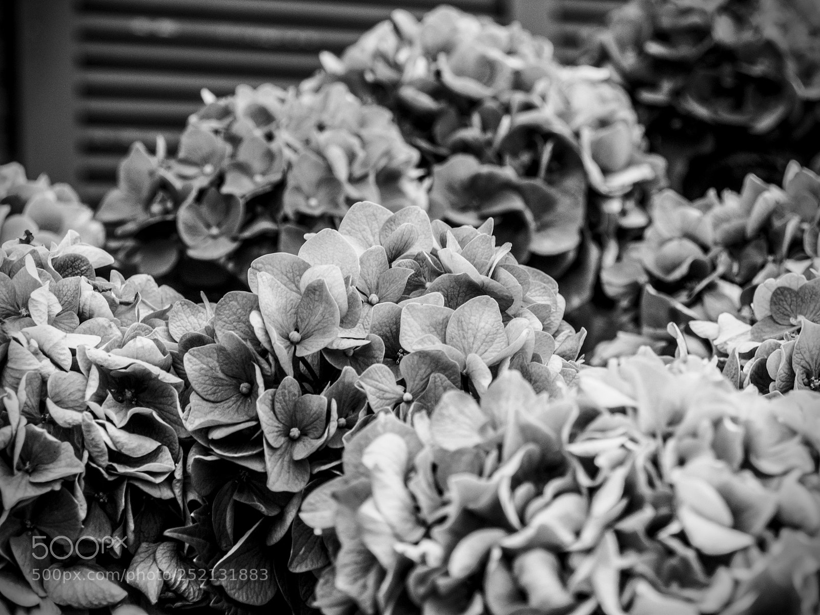 Olympus E-500 (EVOLT E-500) sample photo. Hydrangea delicacy photography