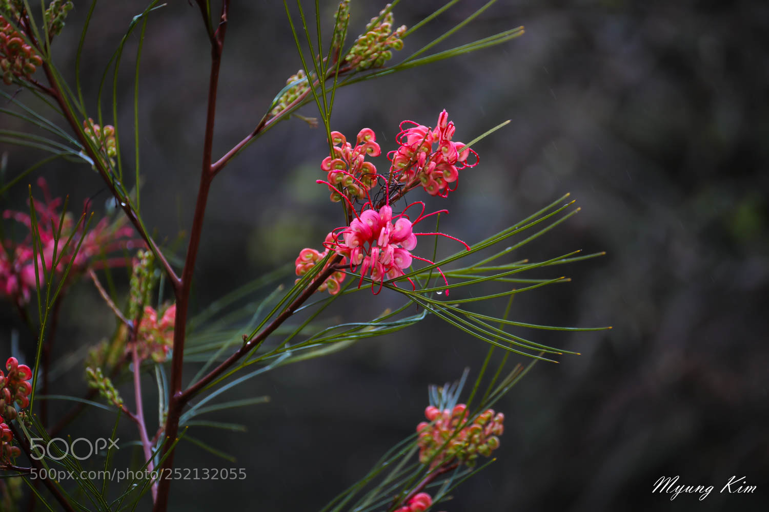 Canon EOS 5D Mark IV sample photo. Pa photography