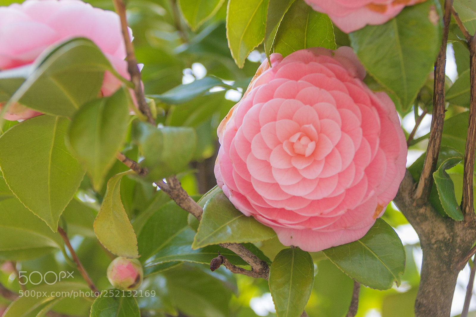 Canon EOS 70D sample photo. Flowers in a park photography