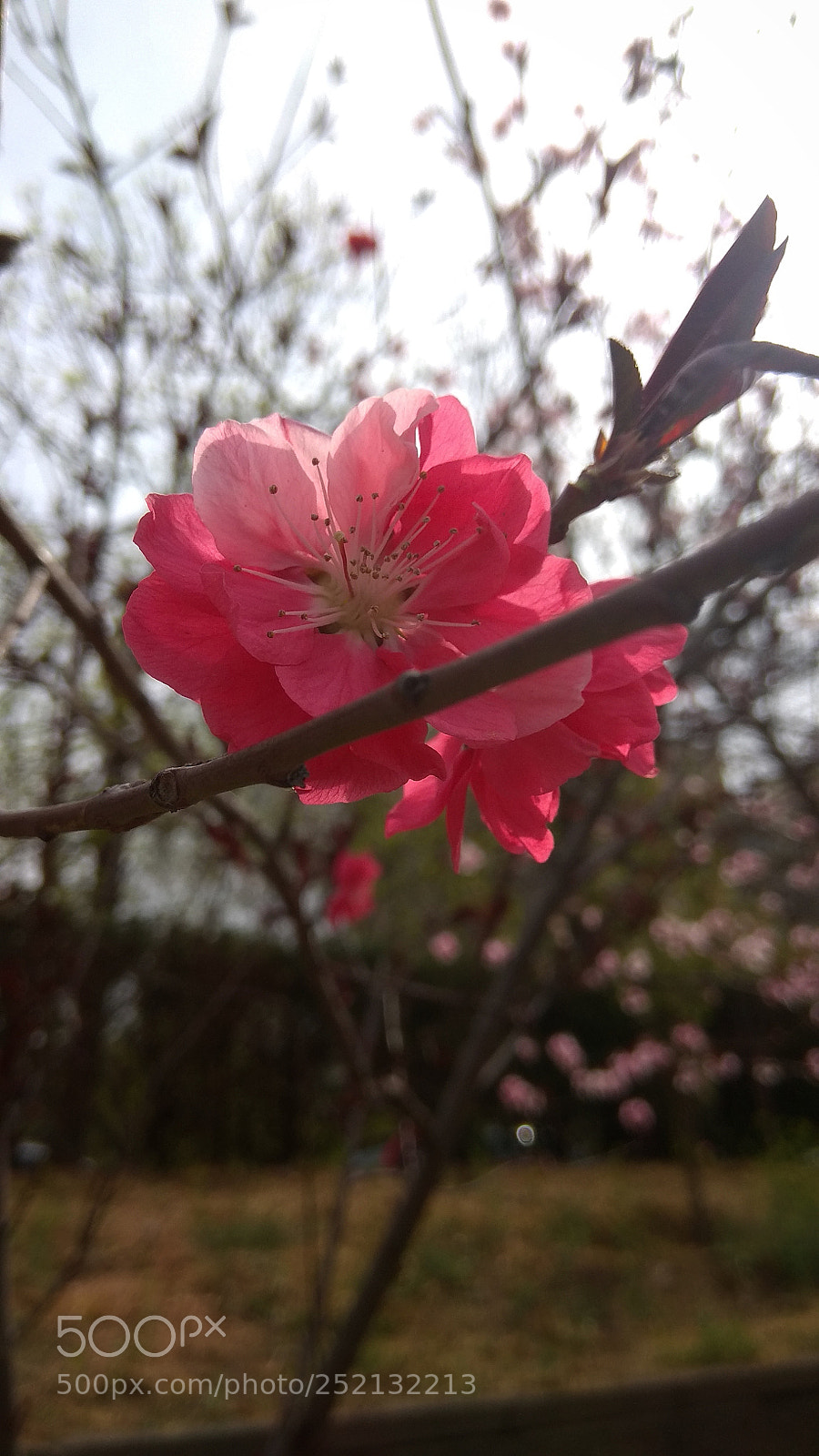 Xiaomi Redmi Note 4X sample photo. Untitled photography