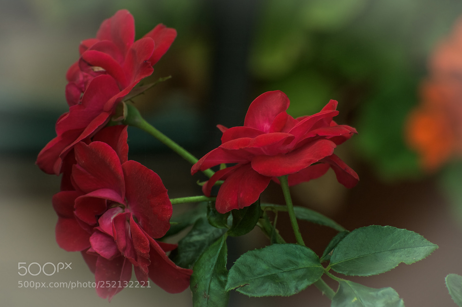 Nikon D810 sample photo. Threesome!! photography