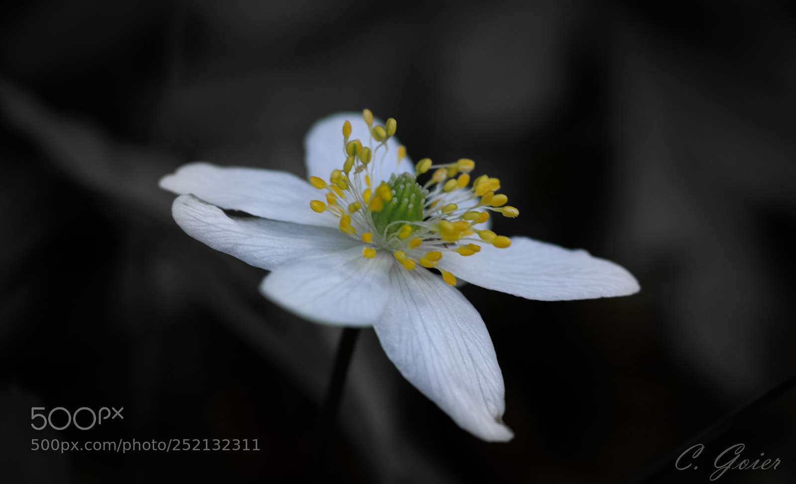 Canon EOS 77D (EOS 9000D / EOS 770D) sample photo. Sensual flower photography