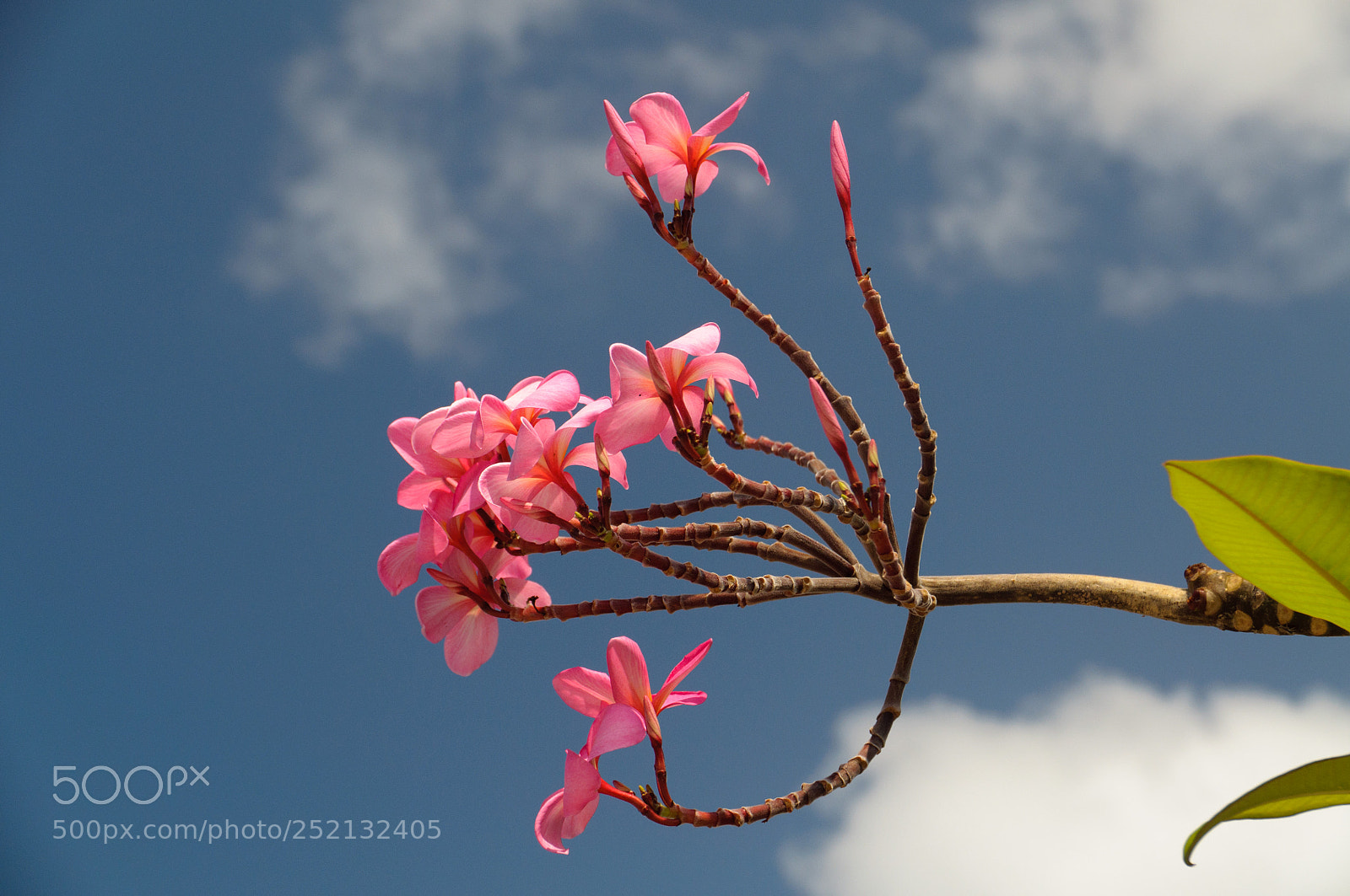 Nikon D5000 sample photo. Thai flowers photography