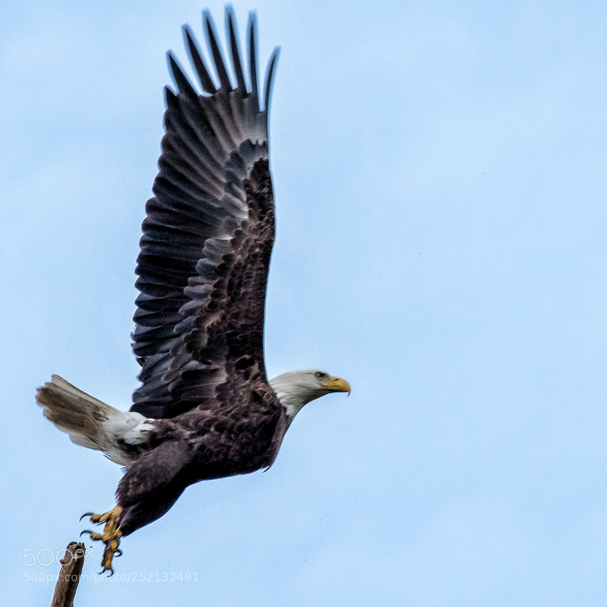 Nikon D500 sample photo. Letting go photography