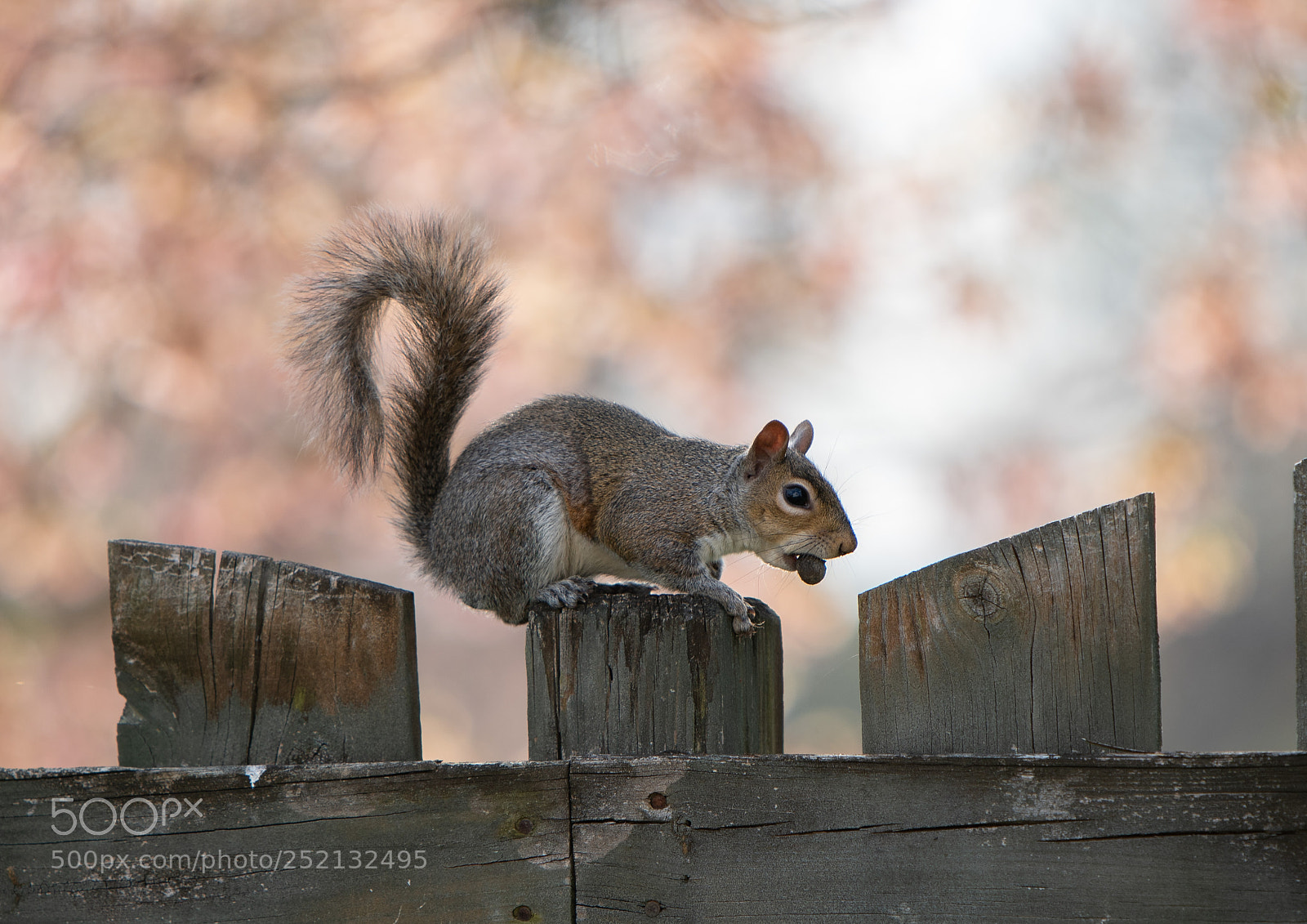Nikon D500 sample photo. Squirrel 2 photography